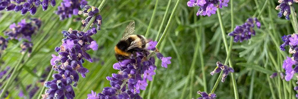 Humla bland lavender.